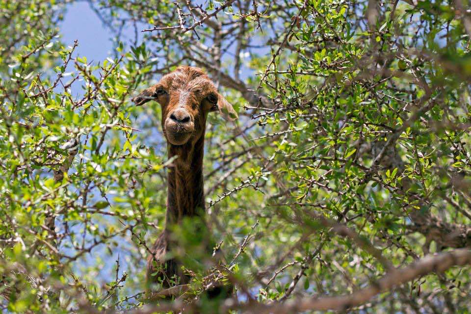 A goat stares out from the canopy of an argan tree between mouthfuls of fruit.