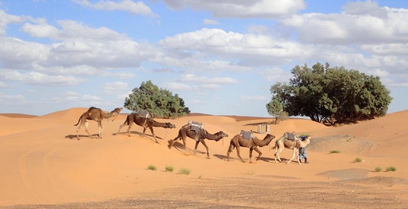 camels morocco