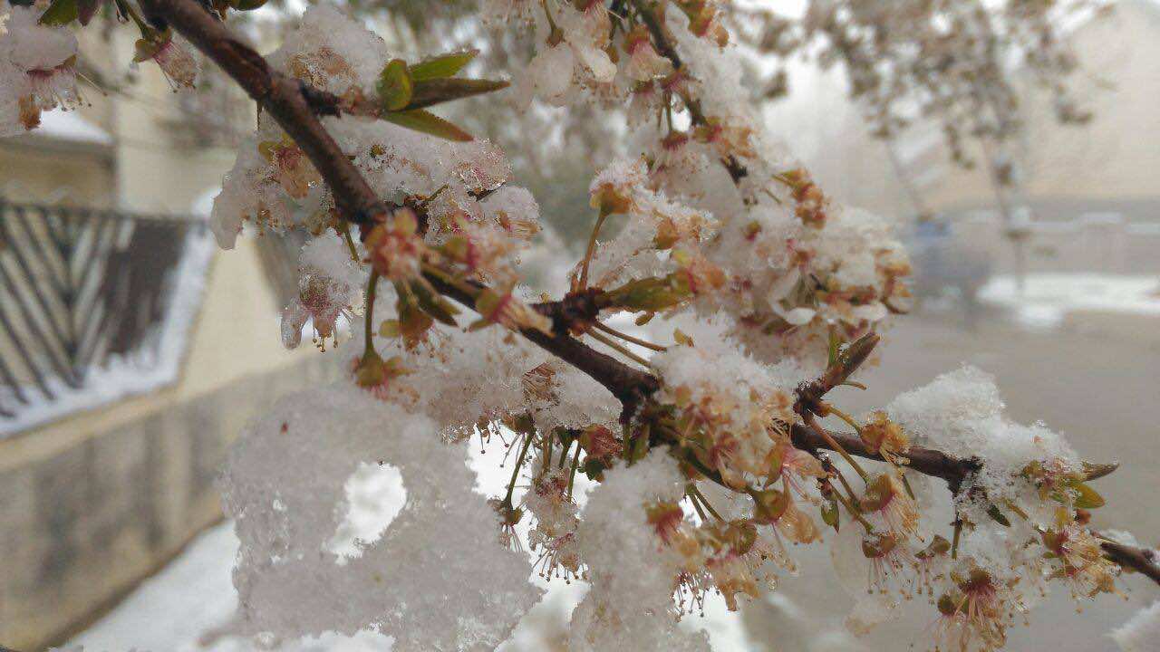 In Pictures Glamorous View of Ifrane Under Snow