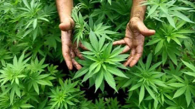 Lebanon Looking to Legalize Cannabis in Hope of Restoring Economy