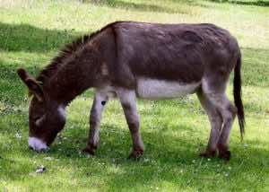 15 Teenagers Allegedly Treated for Rabies After Engaging in Bestiality with Donkey