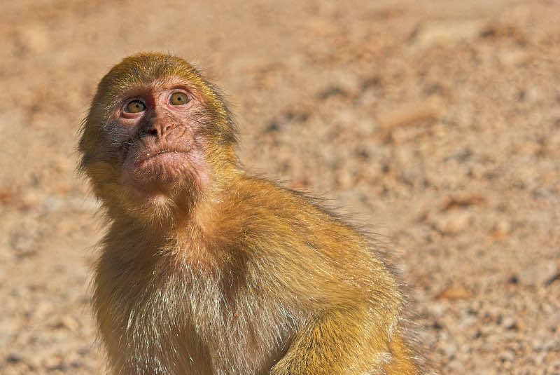 Illegal Hunting in Morocco Endangers Last Remaining Magot Monkeys