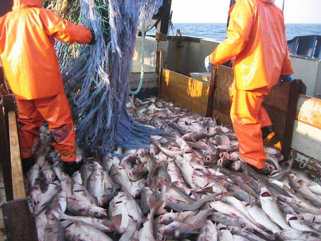 FAO Morocco 13th in Global Fish Production