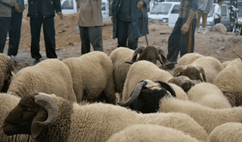 How Moroccans Celebrate Eid al-Adha