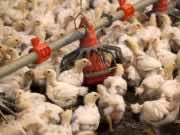 FILE PHOTO: Chickens feed from a row of feed bins at C&A Farms in Fairmont, North Carolina, U.S. June 10, 2014. REUTERS/Randall Hill/File Photo