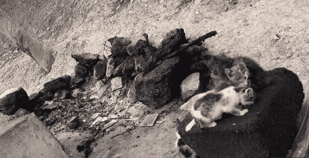 Moroccos Public Prosecutor To Bring Safi Cat Killer To Trial