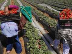 Spanish Selection of Moroccan Seasonal Workers to Start in December