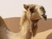 American Tourist Sues TripAdvisor After Moroccan Camel Ride From Hell