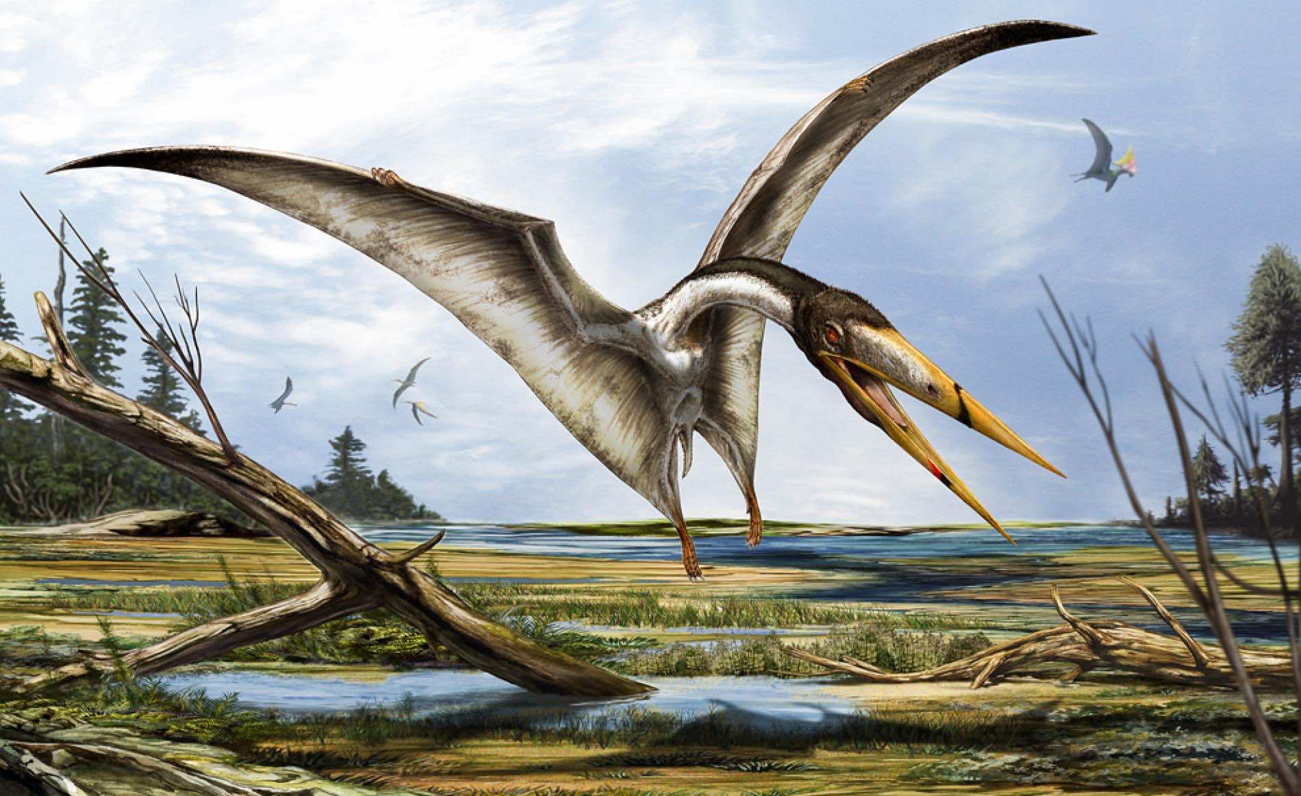 scientists discover new flying reptile fossils in moroccan