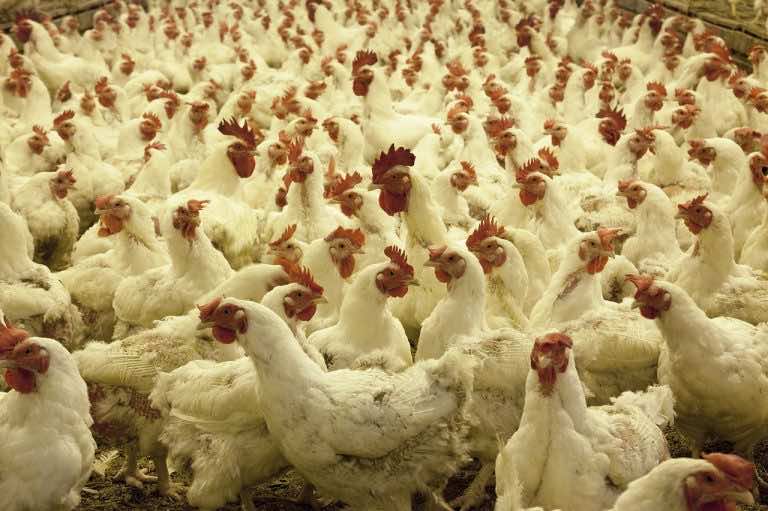 Morocco’s Poultry Sector Assures Sufficient Supply of Meat, Eggs