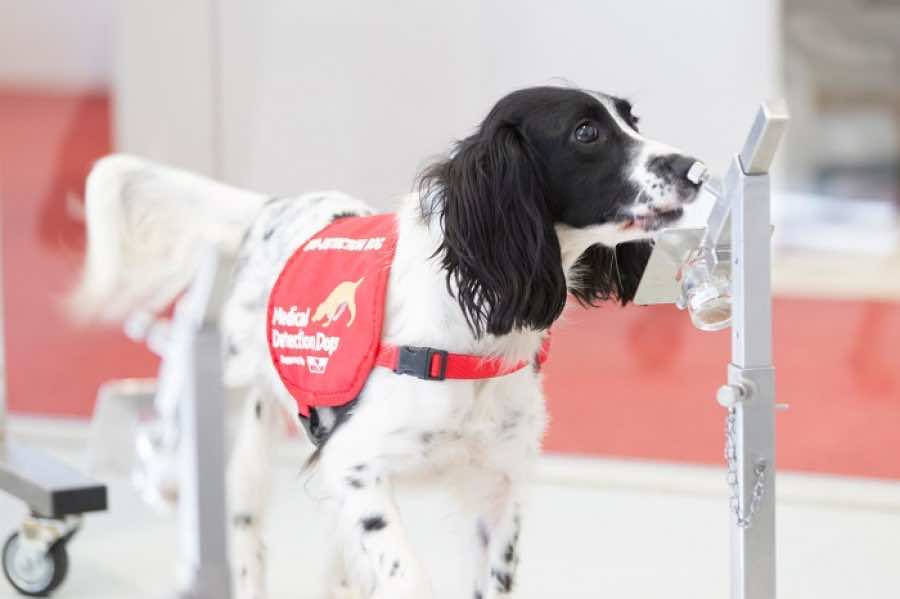 United Kingdom trains dogs to sniff out COVID-19: Will it work?