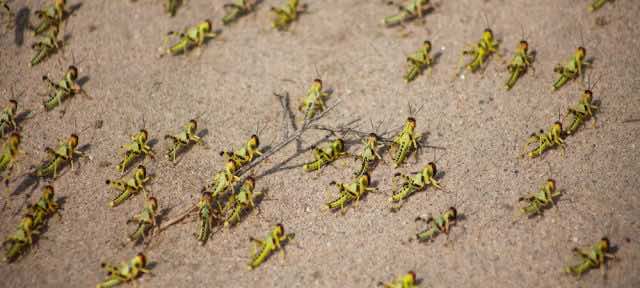 Second Wave of Ravaging Locusts Hits East Africa 