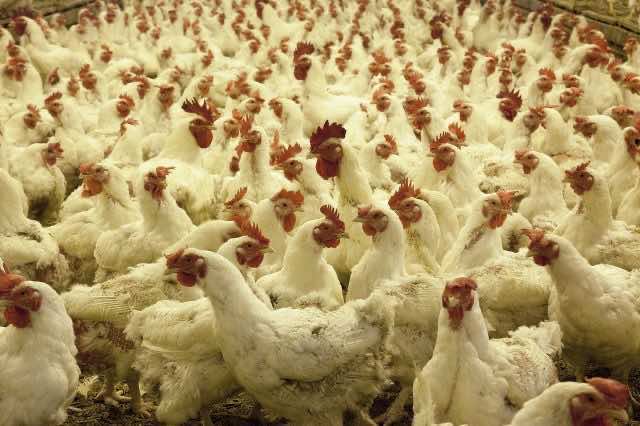 FISA Slams Moroccan Chicken Producer for Unlawful Labeling FISA Slams Moroccan Chicken Producer for Unlawful Labeling