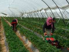 1,200 Stranded Moroccan Seasonal Workers to Return to Morocco from Huelva Saturday