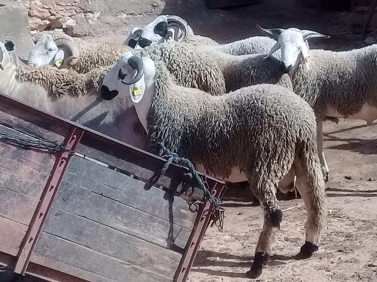 Eid Al Adha in Morocco: How Many Sheep Can You Fit in a Jeep?