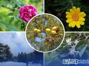 Moroccan Beauty Secrets: 5 Best Essential Oils and Their Benefits Moroccan Beauty Secrets 5 Best Essential Oils and Their Benefits