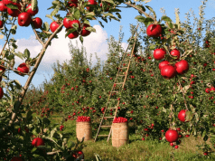 Morocco’s OCP to Support Agricultural Cooperatives in Marrakech-Safi
