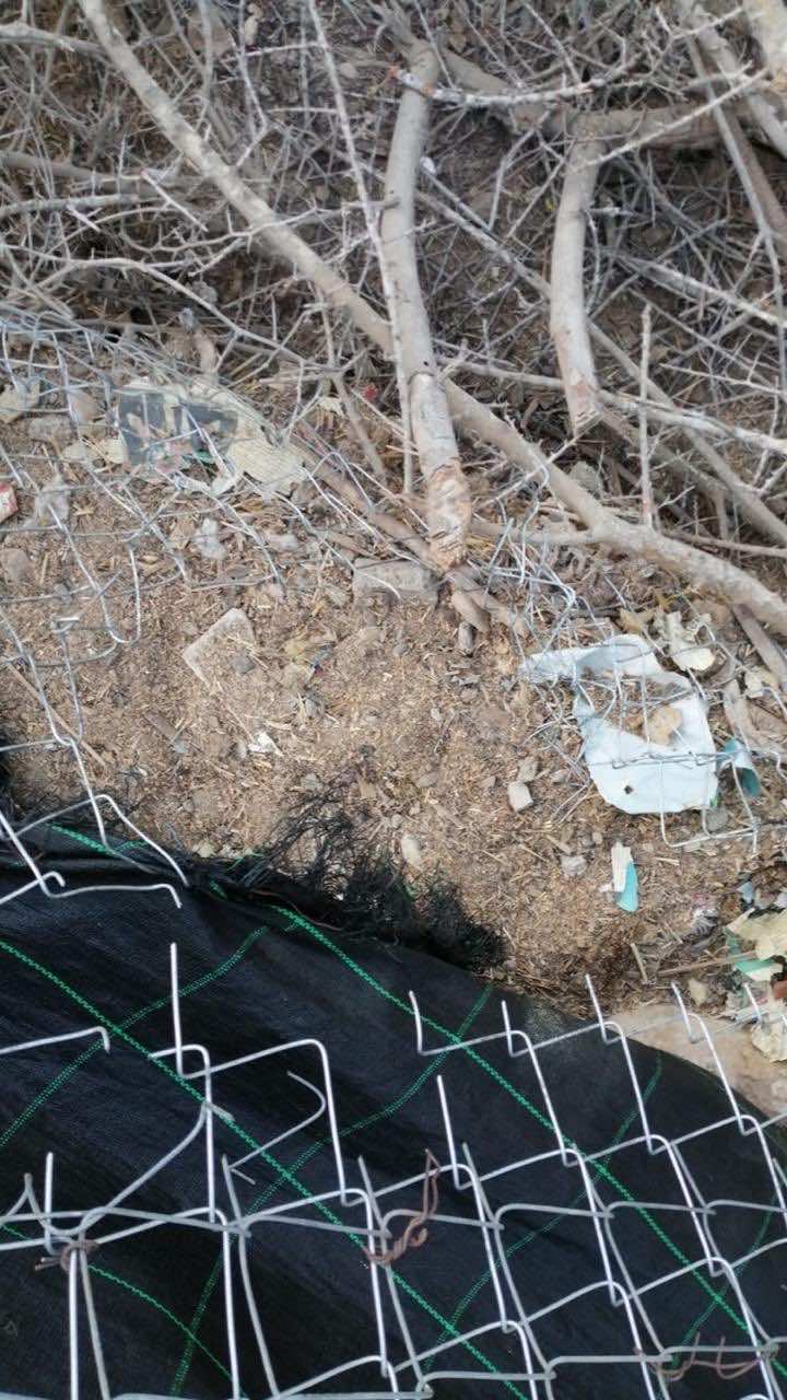 ‘We Are Broken’: 6 Dogs Killed in Attack on Morocco Animal Aid
