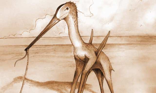 Scientists Discover 'Remarkable’ Small Flying Dinosaur in Morocco