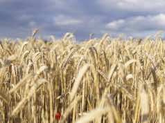 World Food Day: Morocco Imports More Wheat, Subsidies Keep Prices Stable