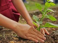 Algeria Forest Fires: Campaign Aims To Plant 250,000 Trees Algeria Forest Fires: Campaign Aims To Plant 250,000 Trees