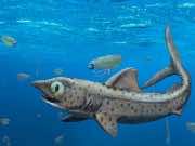 Ferromirum Oukherbouchi: Ancient Moroccan Shark Leads to New Discovery Ferromirum Oukherbouchi Ancient Moroccan Shark Leads to New Discovery