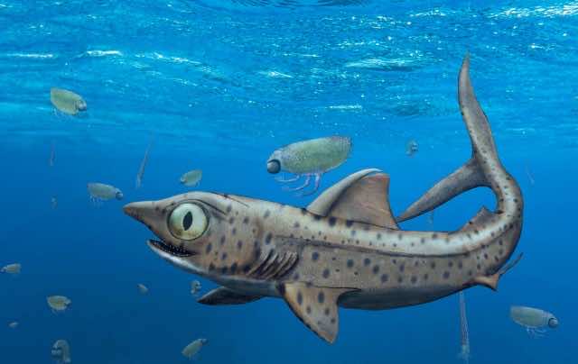 Ferromirum Oukherbouchi Ancient Moroccan Shark Leads to New Discovery