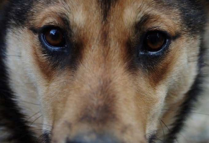 Morocco Considers Sterilization to Reduce Stray Dog Population Morocco Considers Sterilization to Reduce Stray Dog Population