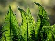 Morocco’s Ministry of Agriculture Launches Green Start-up Competition