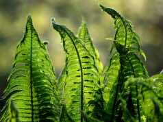 Morocco’s Ministry of Agriculture Launches Green Start-up Competition Morocco’s Ministry of Agriculture Launches Green Start-up Competition