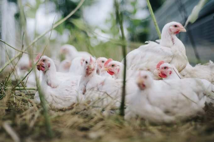 Algeria, North Africa on Alert After Critical Outbreak of Bird Flu