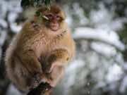 Discovery of 2.5 Million Year Old Macaque Fossil In Morocco