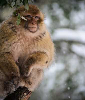 Discovery of 2.5 Million Year Old Macaque Fossil In Morocco