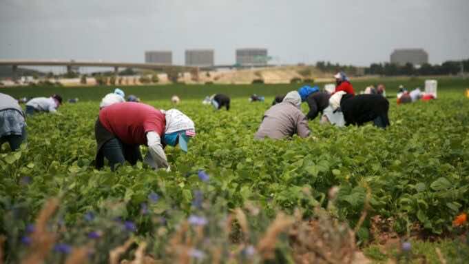 Moroccan Seasonal Farmers Participate in French Harvests