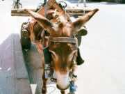 Police in Fez Arrest Man for Allegedly Selling Donkey, Mule Meat