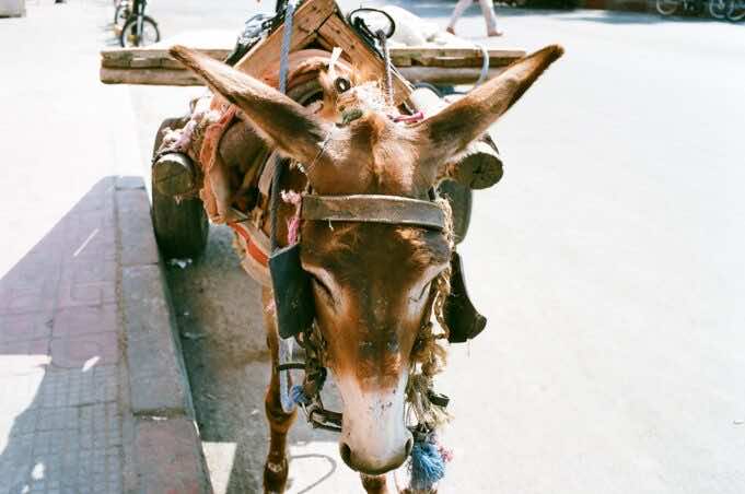 Police in Fez Arrest Man for Allegedly Selling Donkey, Mule Meat Police in Fez Arrest Man for Allegedly Selling Donkey, Mule Meat