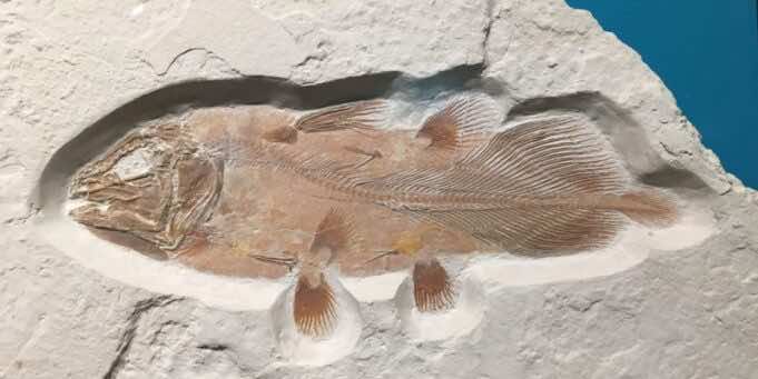 Scientists Discover 66-Million Years Old Coelacanth Fossil in Morocco