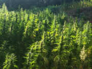 El Otmani’s Options: Three Paths Towards Legal Cannabis in Morocco El Otmani’s Options: Three Paths Towards Legal Cannabis in Morocco