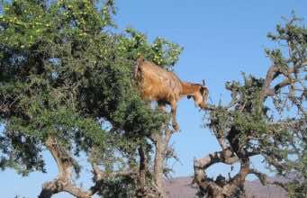 Morocco Submits UN Proposal for International Day of Argania Morocco Submits UN Proposal for International Day of Argania