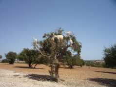 UN Adopts May 10th As International Day of Argania