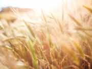 2020: Morocco’s Hottest Year on Record 2020 Morocco’s Hottest Year on Record