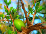 Blooming Morocco: One Argan Seed at a Time Blooming Morocco, One Argan Seed at a Time