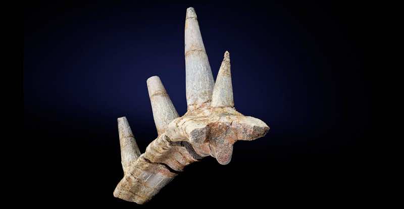 10 Seeschlange wirbel Khouribga Marokko Fossilien Haizahn era fossil 