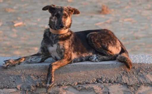 7 Things Animal Lovers Want You to Know About Moroccan Stray Dogs