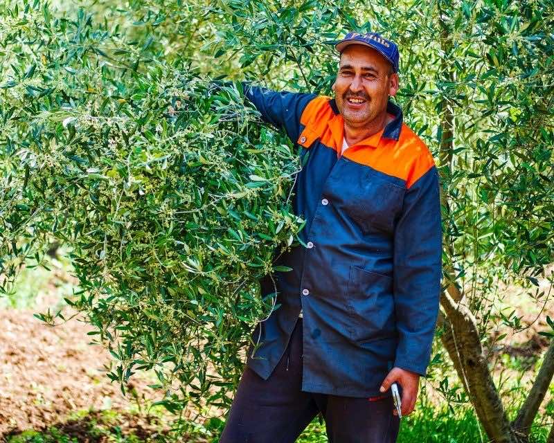 MoroccanGerman Organic Olive Oil Producers Bust Olive Oil Myths