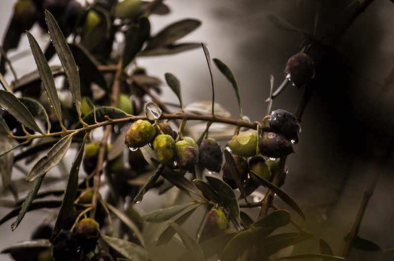 Morocco’s Olive Production Set For Great Year in 2022