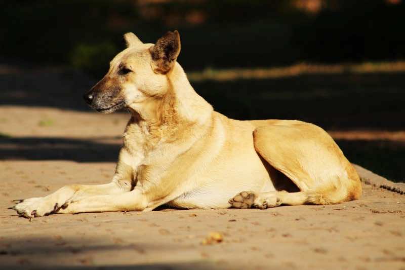 Moroccan MPs Demand Solutions for Morocco's Stray Dogs Problem