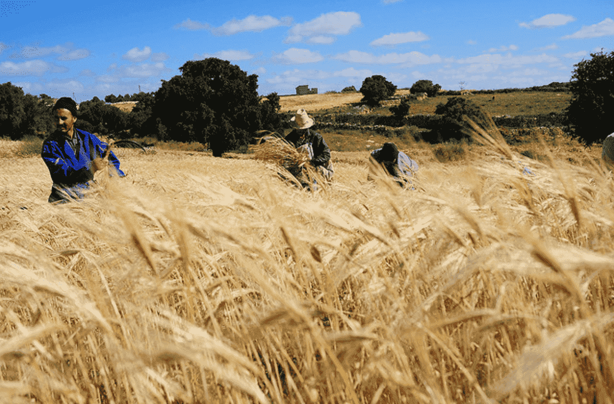 In northern india they harvest their wheat. Сельскохозяйство Марокко. Сельское хоз во Марокко. Растениеводство в Марокко. Алжир сельское хозяйство.