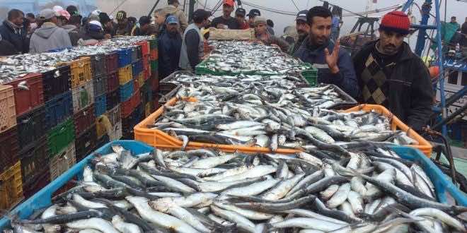 Moroccan Fishing Landings Increase 9% In 2023