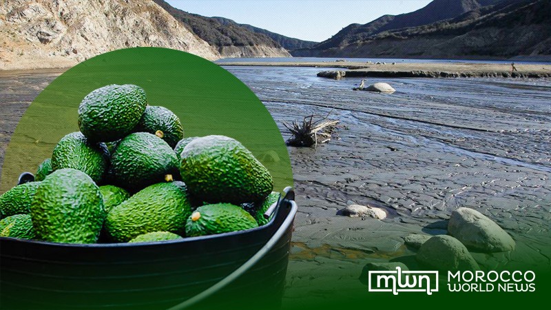 Morocco's Avocado Exports Continue to Grow Amid Water Crisis – Morocco World News